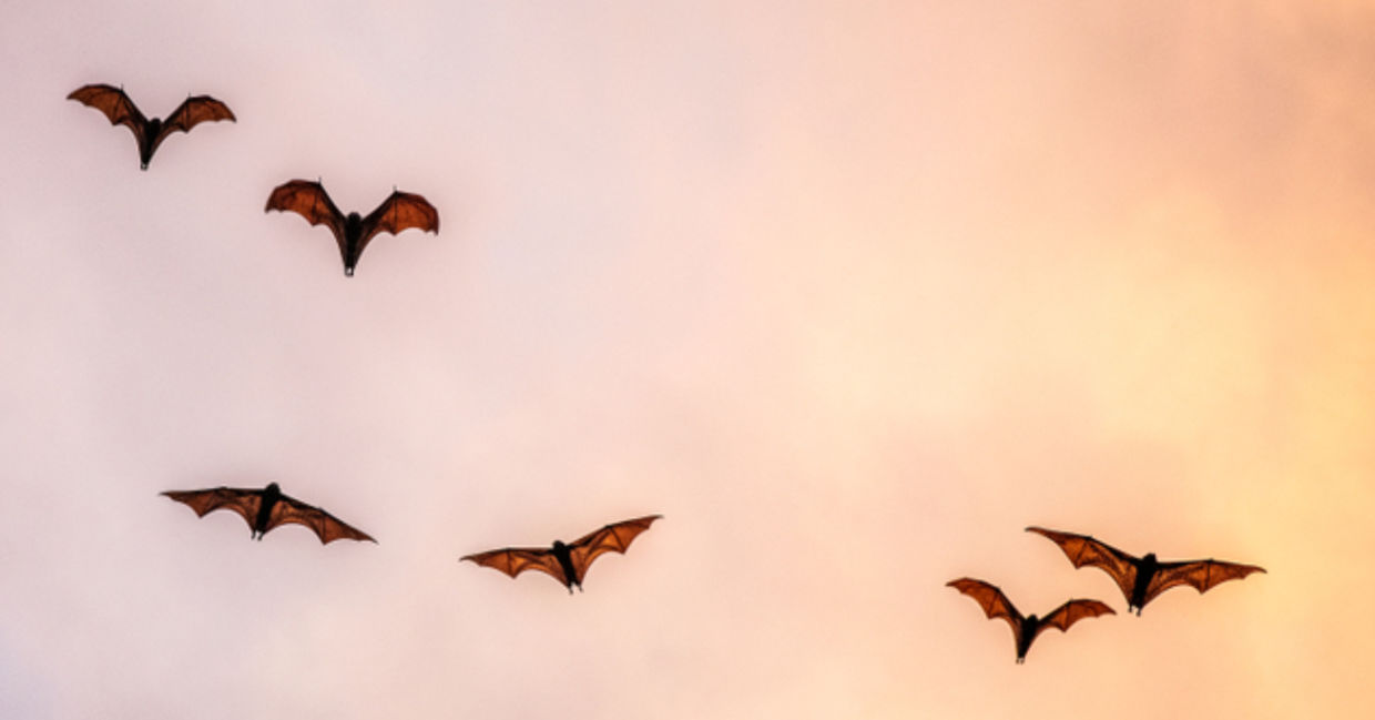 Fruit bats flying in a sunset sky.