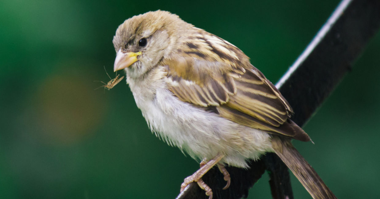 A sparrow eats a mosquito for dinner.