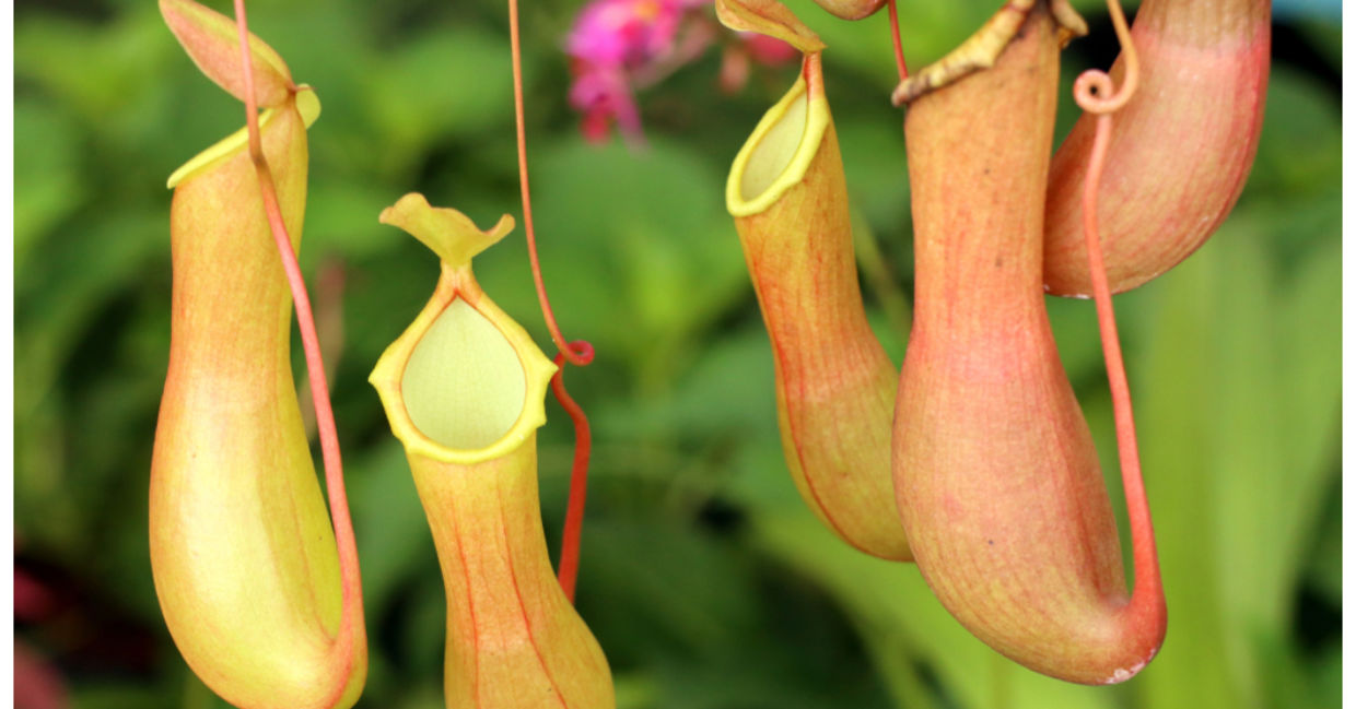 This tropical pitcher plant eats mosquitoes!