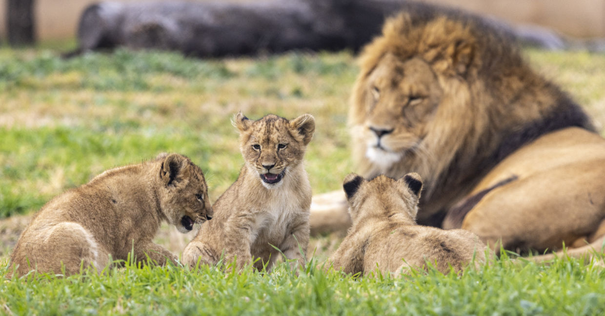 Baby lion cubs at the Taronga Western Plains Zoo.