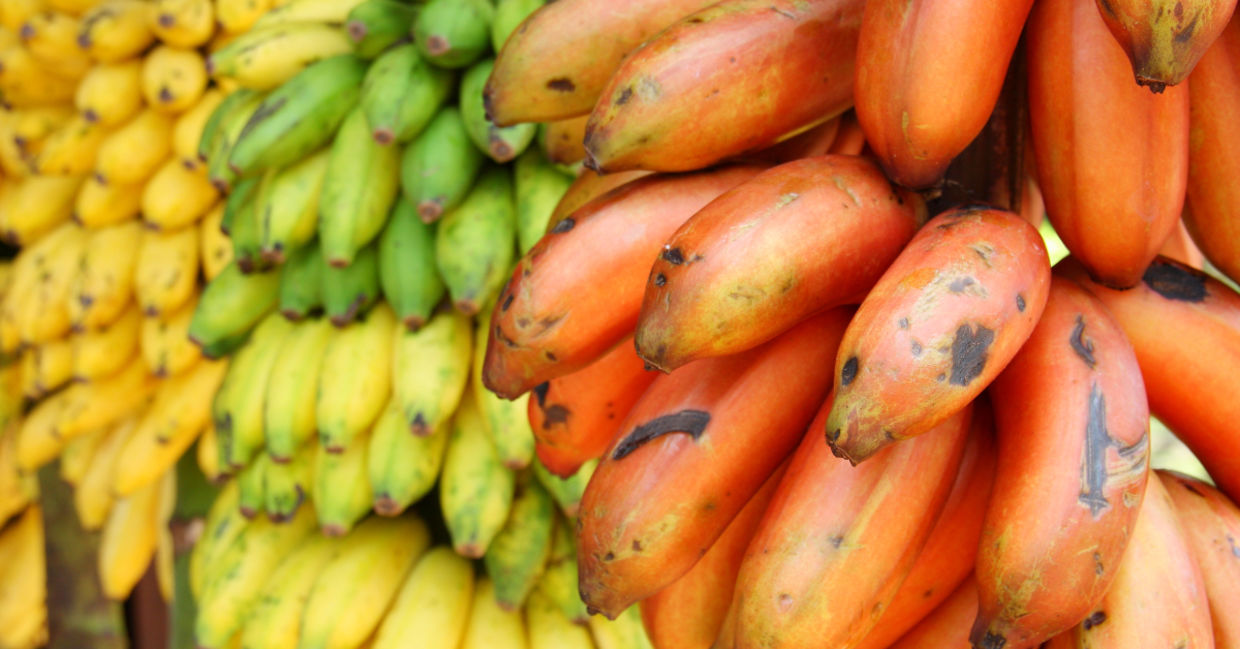 Multicolored bananas are available in your grocery store or produce market.