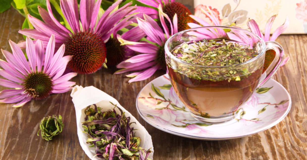Echinacea flowers and tea.