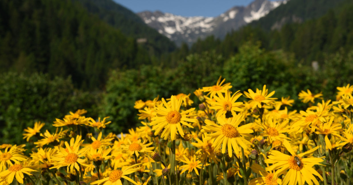 Arnica growing in a mountain meadow.