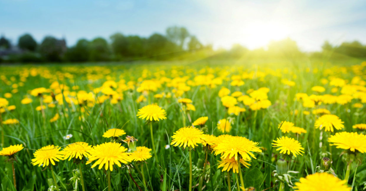 A spring field of dandelions.