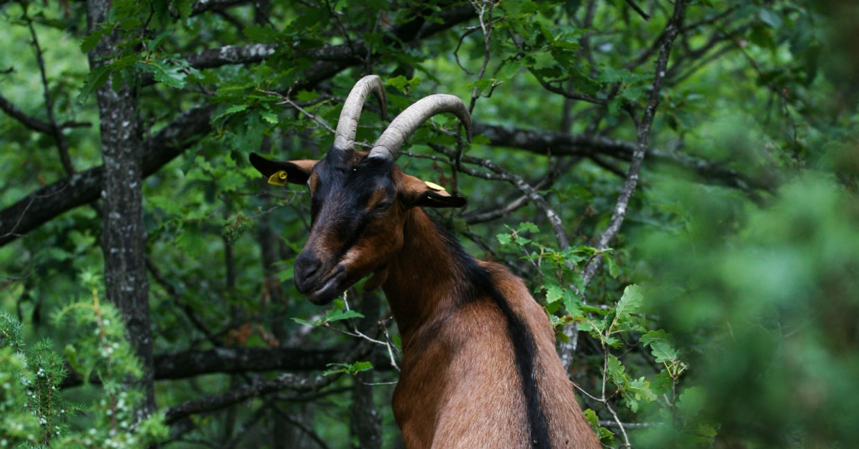 A goat eating leaves in the forest