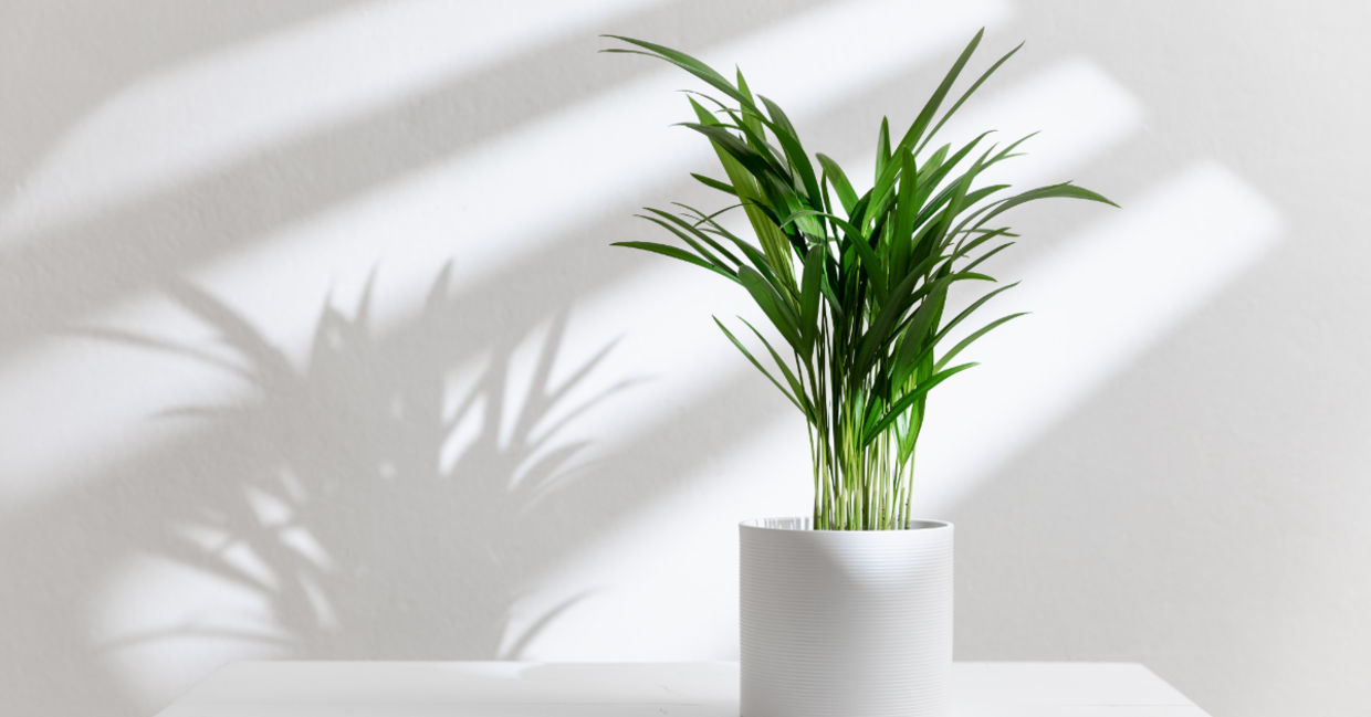 Palm plants can clean the air in your home.