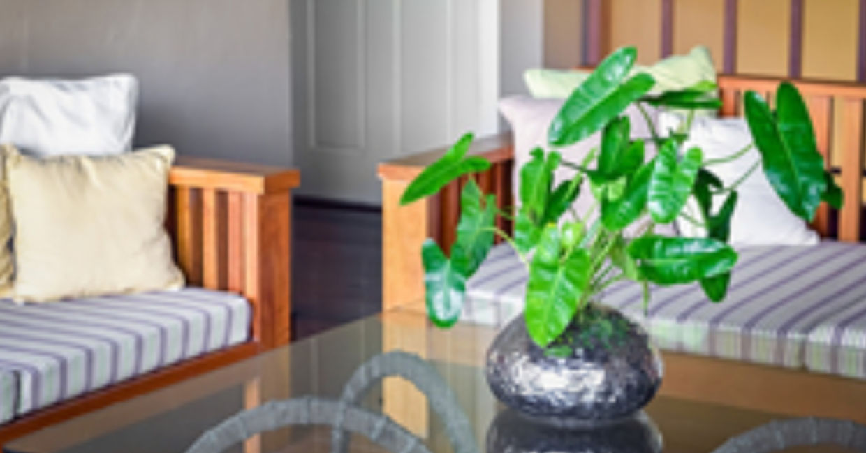 Philodendrons remove toxins from indoor air.