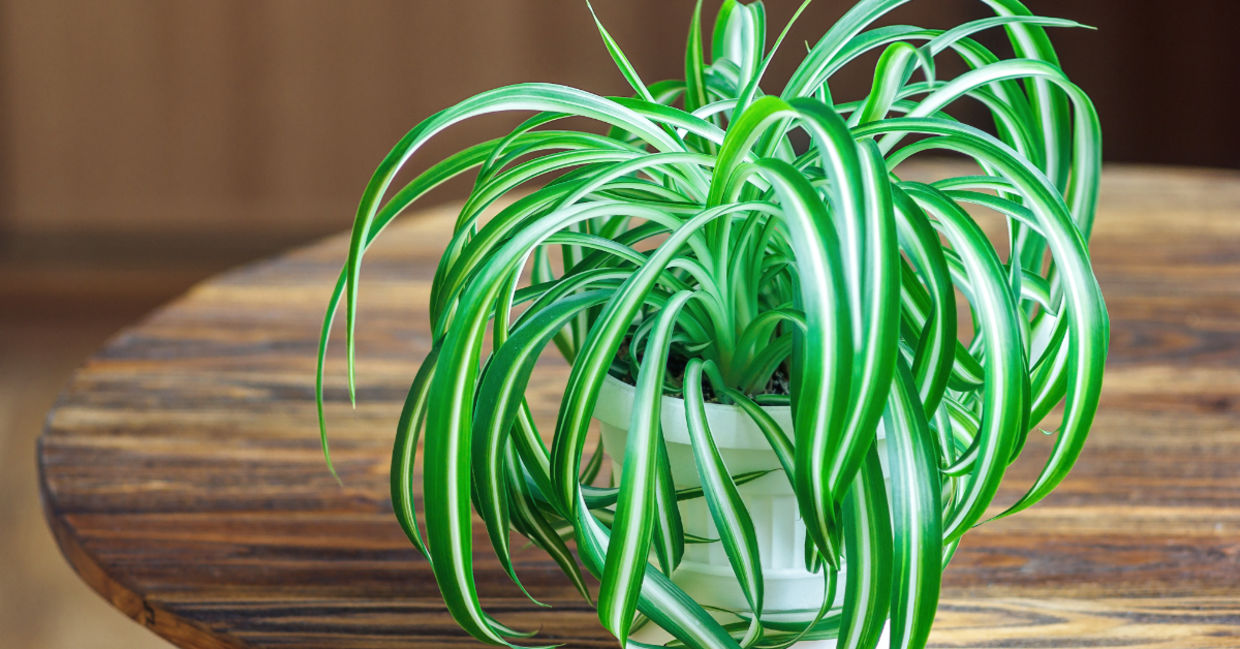 Spider plants clean indoor air from pollutants.