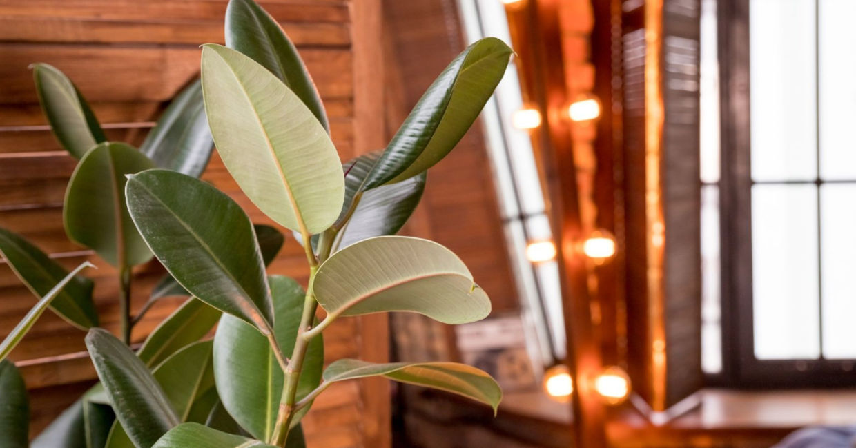 Rubber plants are hardy indoor air cleaners.