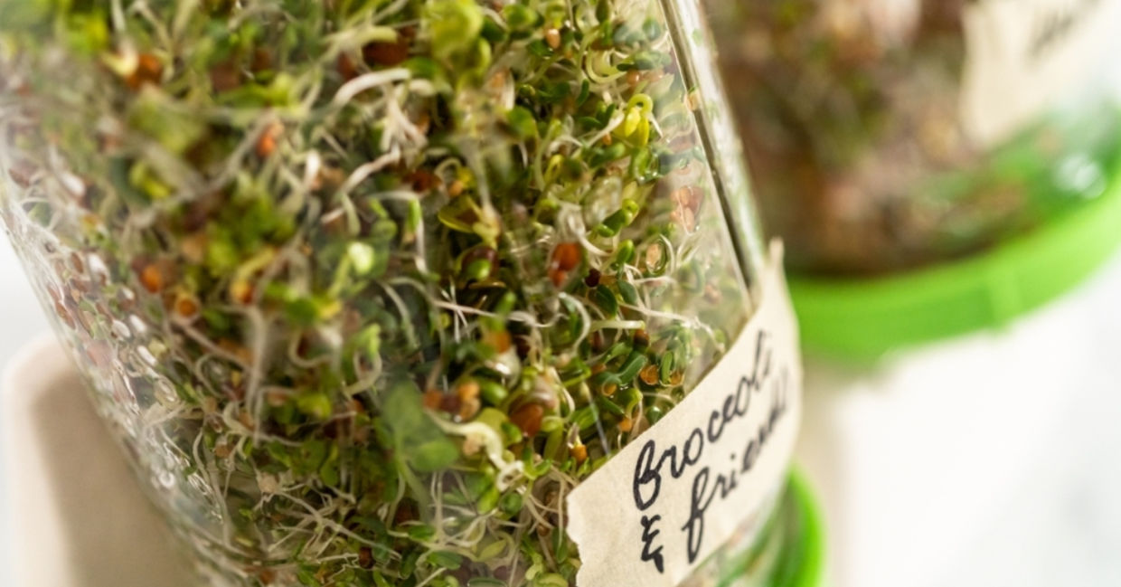 Growing a variety of sprouts in a mason jar.