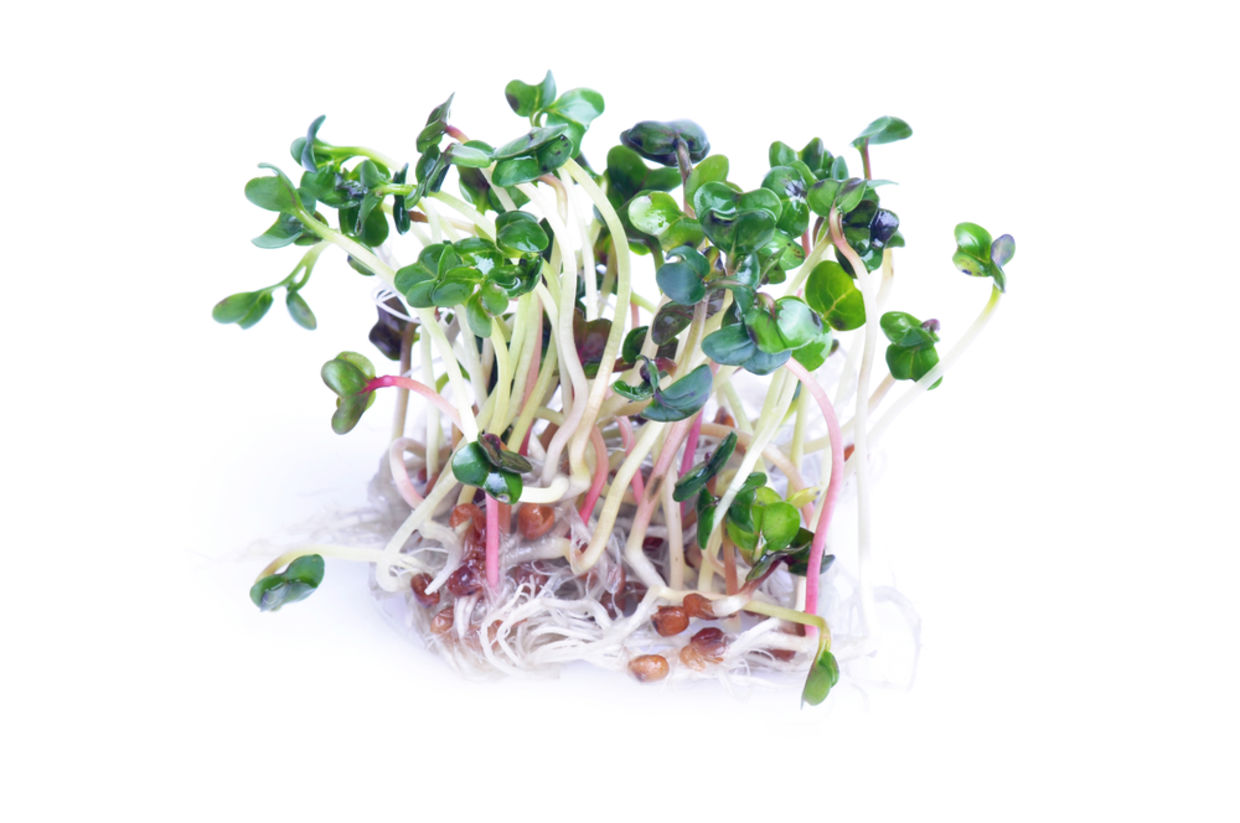 Peppery tasting radish sprouts