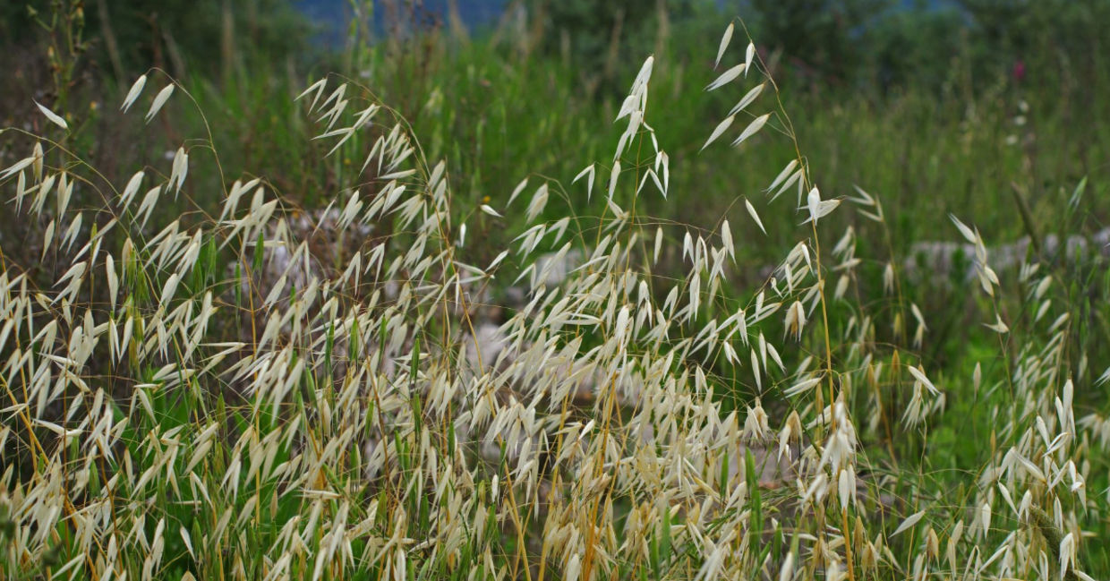 Wild oats can be used as a herbal remedy.