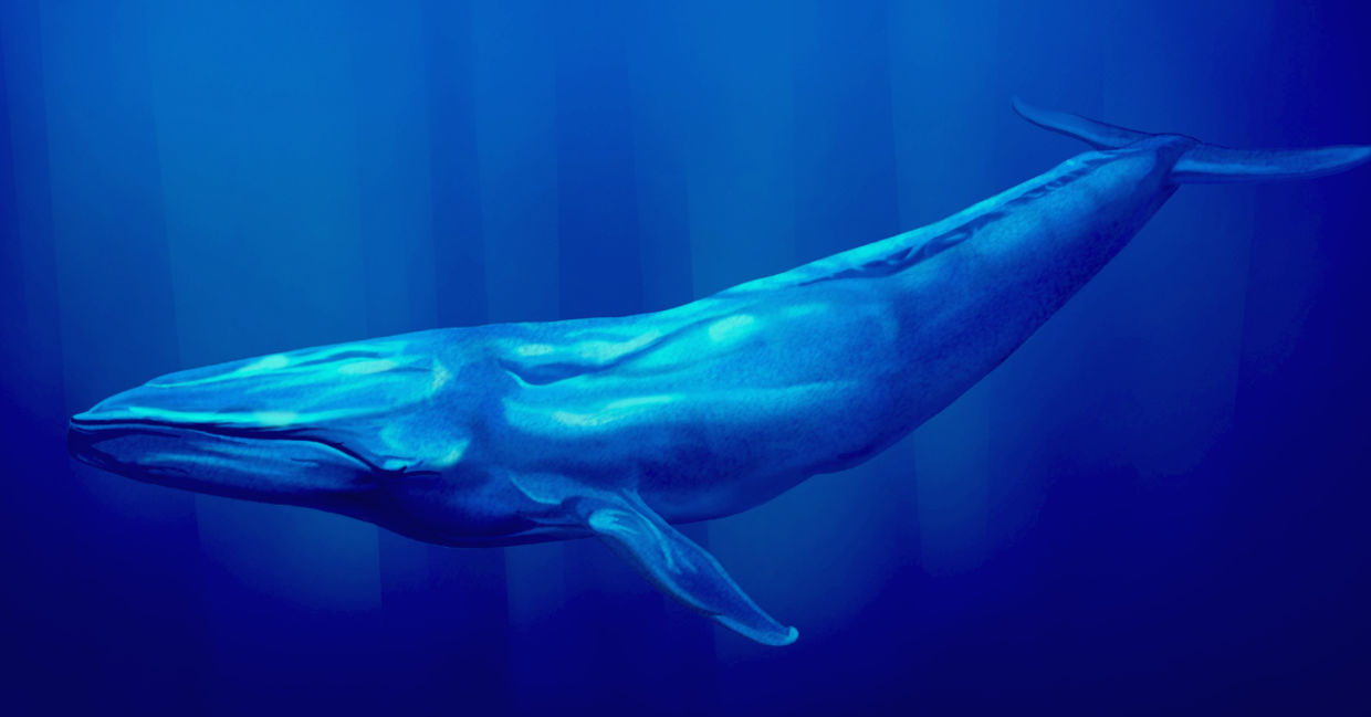 Blue whales are the largest animal.