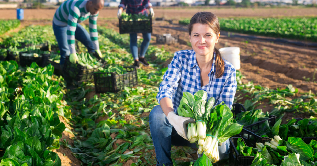 A team of volunteers glean fresh chard from the field.