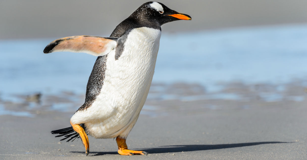 Meet an Adorable Boot-Wearing Penguin - Goodnet