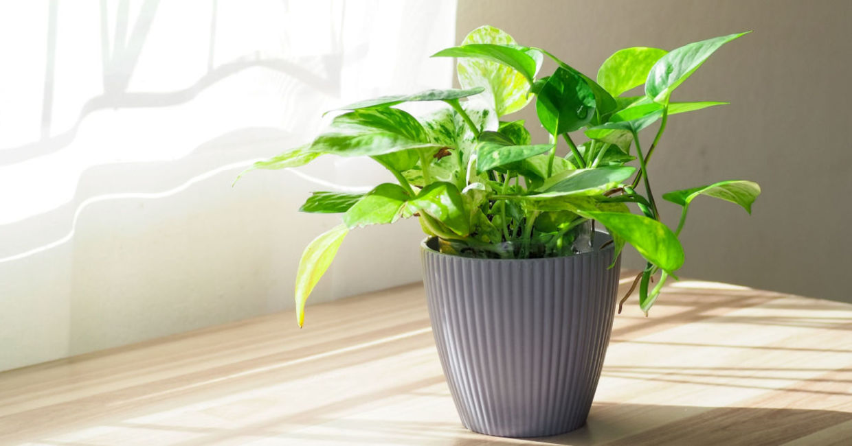 This golden pothos plant helps to clean indoor air,
