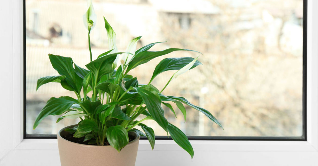 The peace lily can increase the humidity in your bedroom.