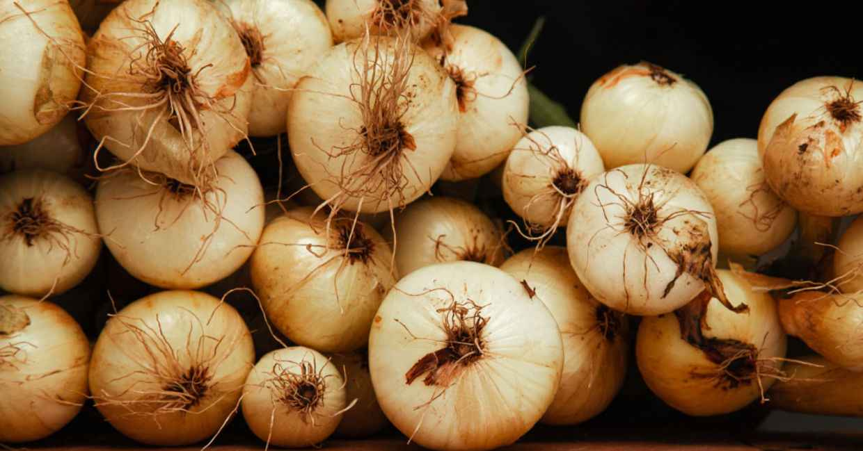 Onions harvested in cold weather months.