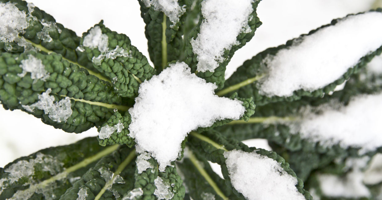 Hardy kale covered with snow.