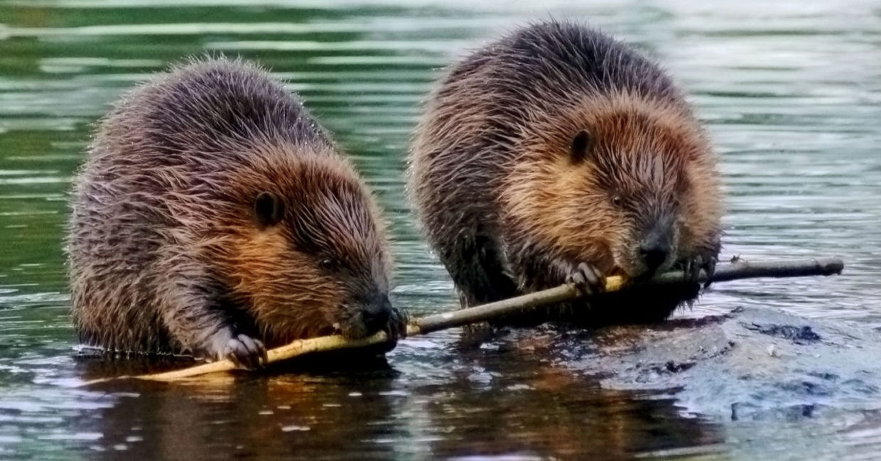 Beaver dams are good for the environment.