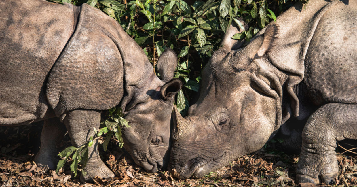 A one-horned rhino baby with its mother.