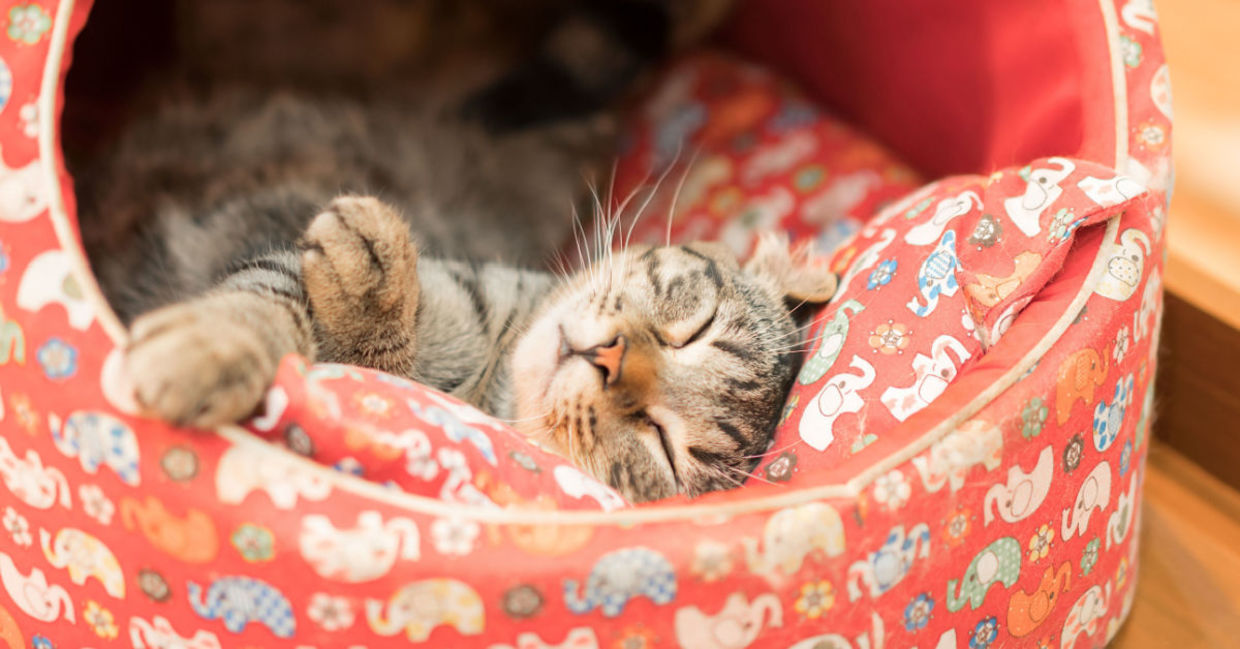 Cat sleeping in her warm bed.