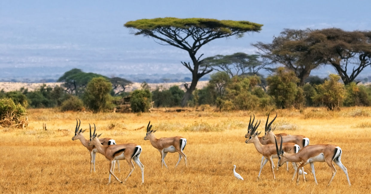 Gazelles in Kenya.