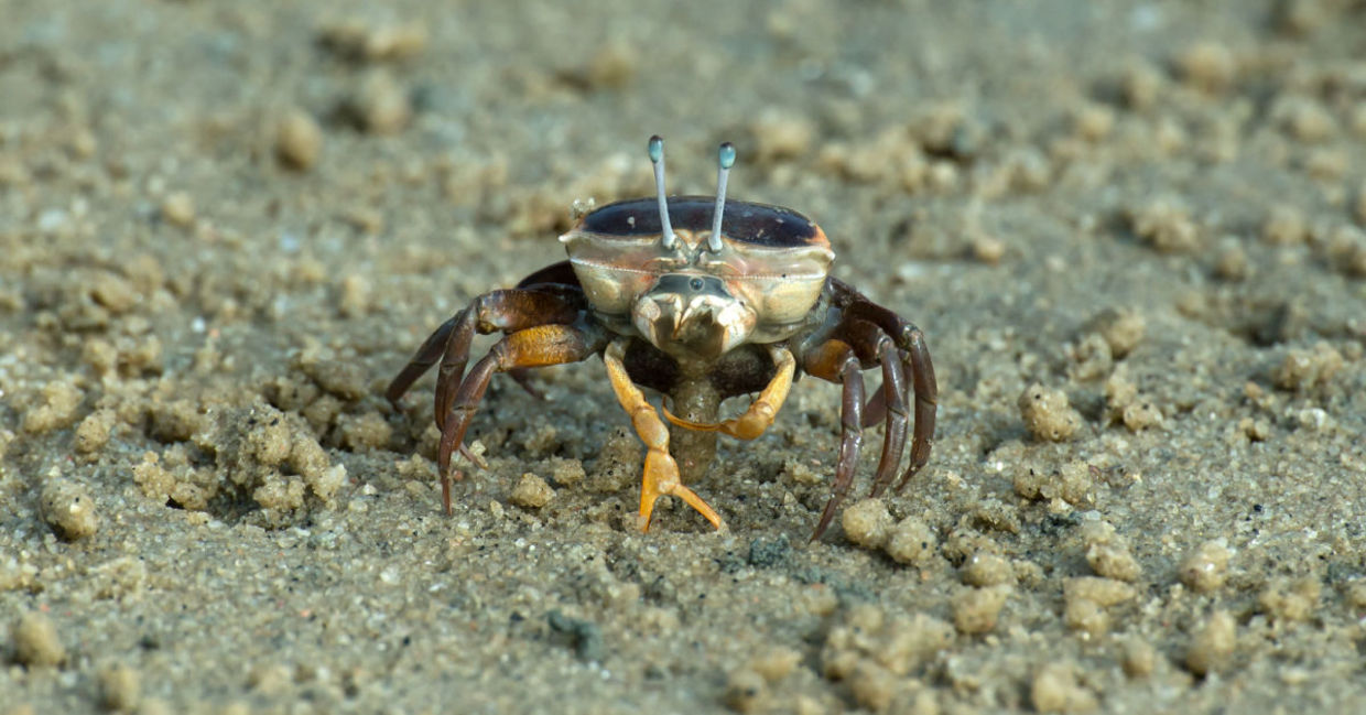 the inspiration for the new vision system came from the fiddler crab.