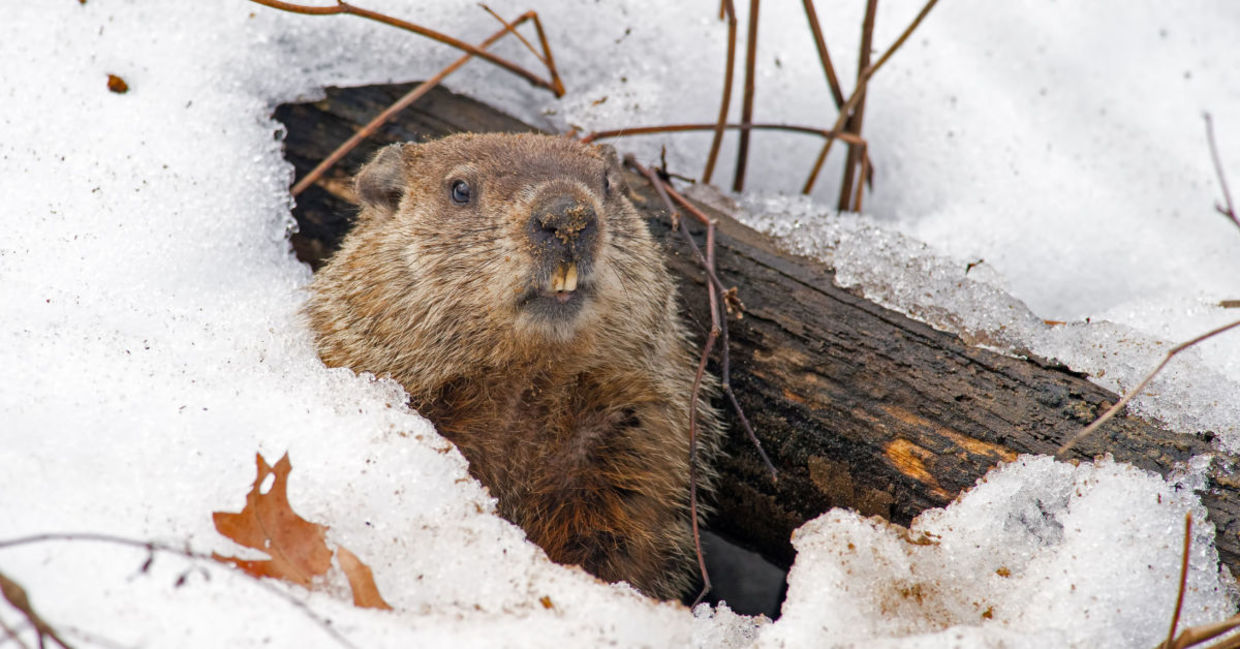 Groundhog leaving its burrow.