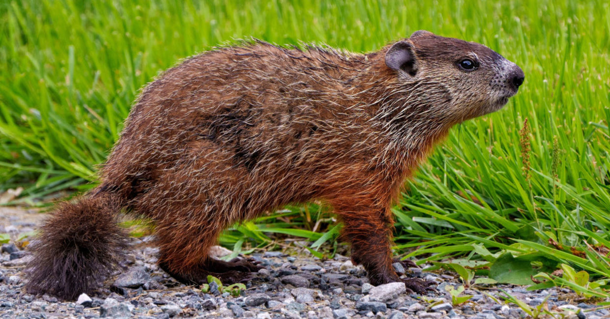 Groundhogs have bushy tails like other squirrels.