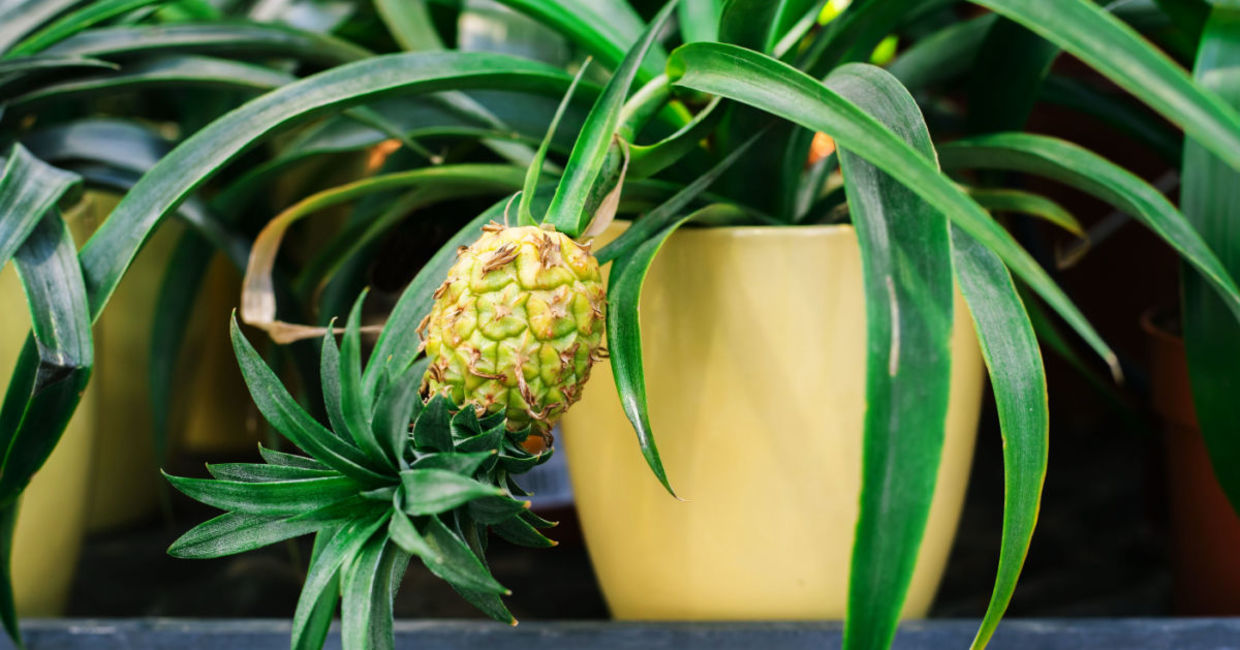 Pineapple plants can grow indoors.