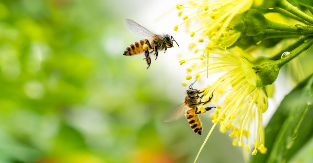 Bees have been thought of as divine messengers in ancient cultures.
