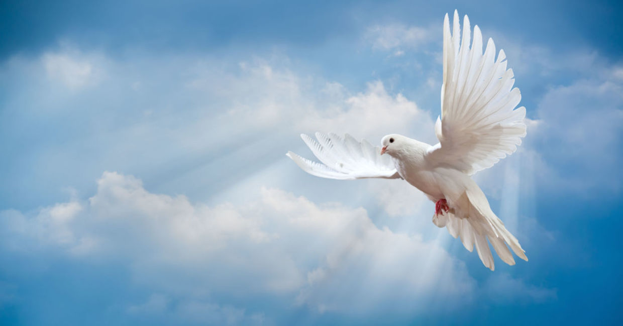 Doves symbolize new beginnings.