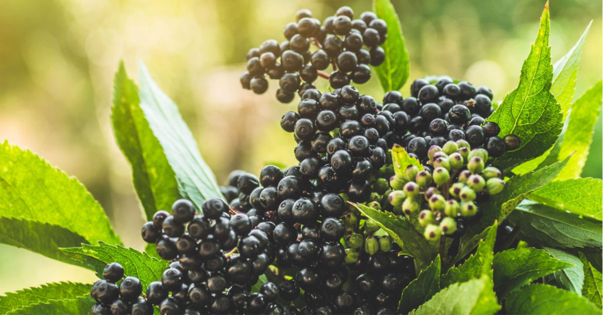 Clusters of black elderberry fruit.