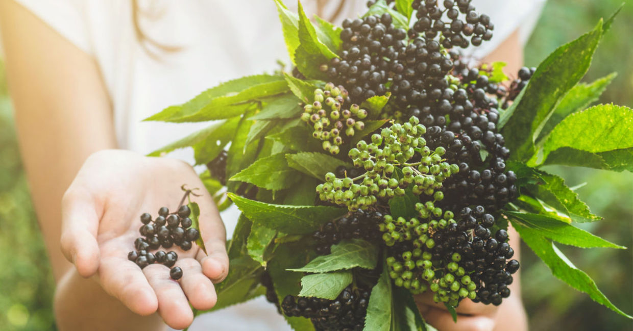 A girl holds elderberries in her hand.