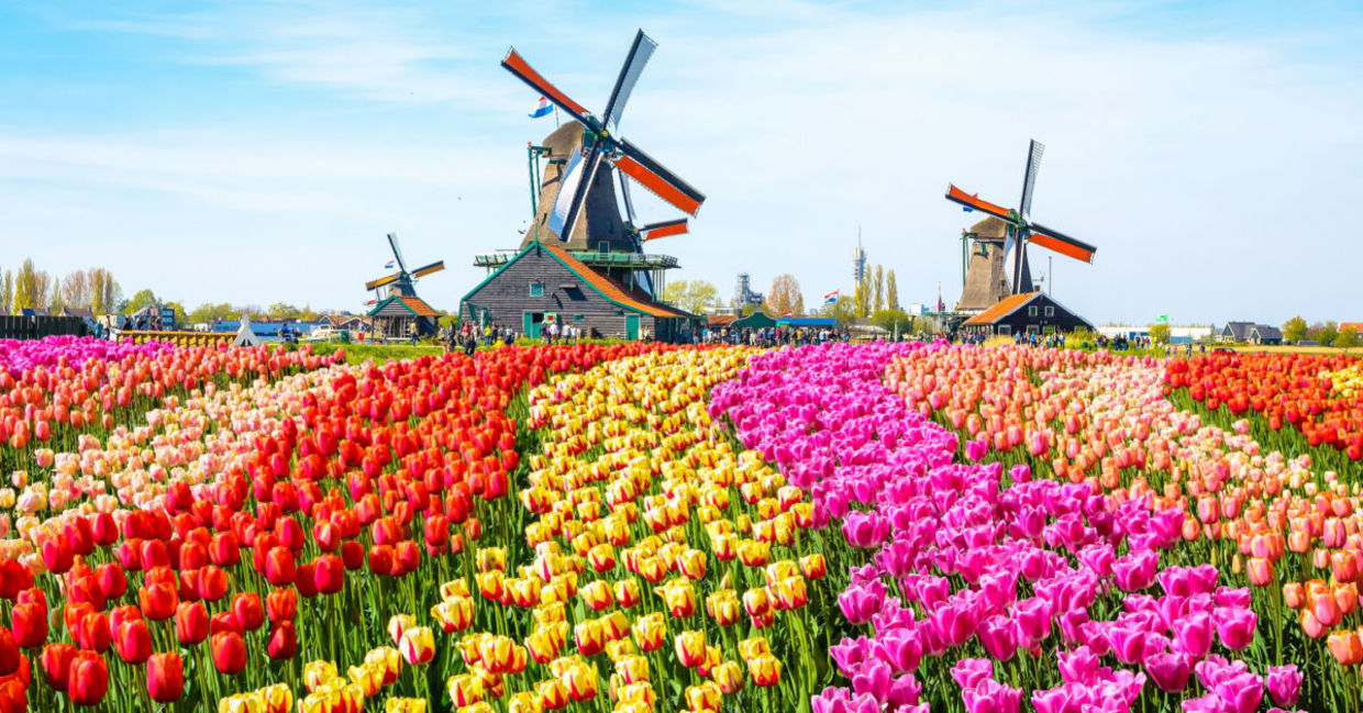 Tulip fields in Holland.