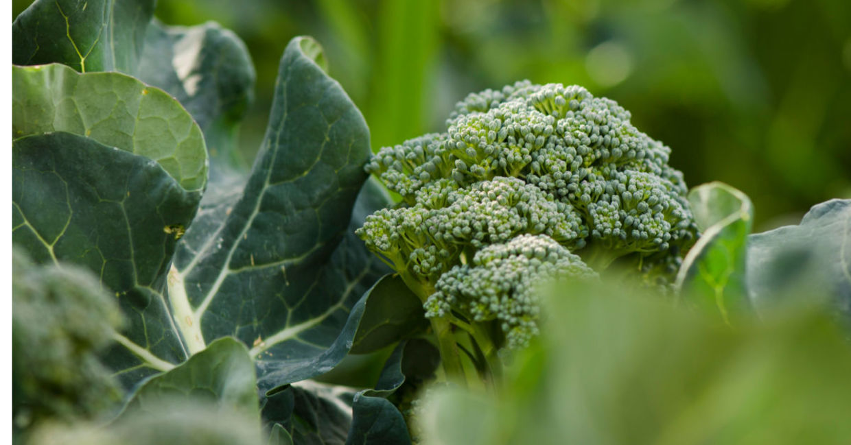 Fresh broccoli.