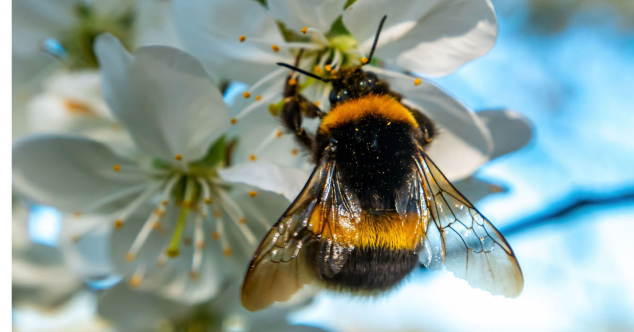 Bumblebees are very intelligent.