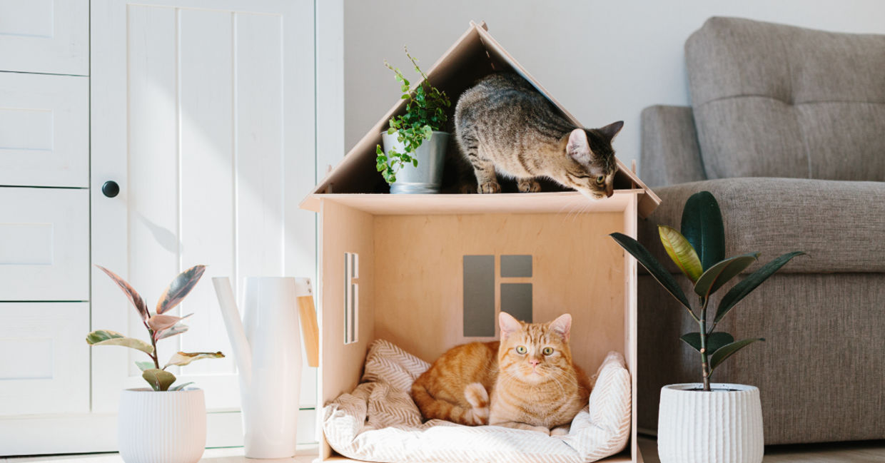 Retirement Village Where Cats Live out Their Golden Years in Style