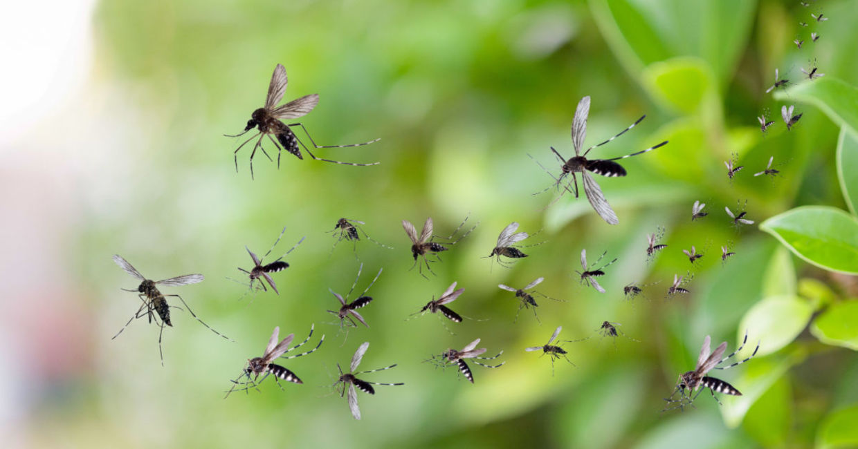 MosquitoProof Fabric Could be the Key to a BiteFree Future
