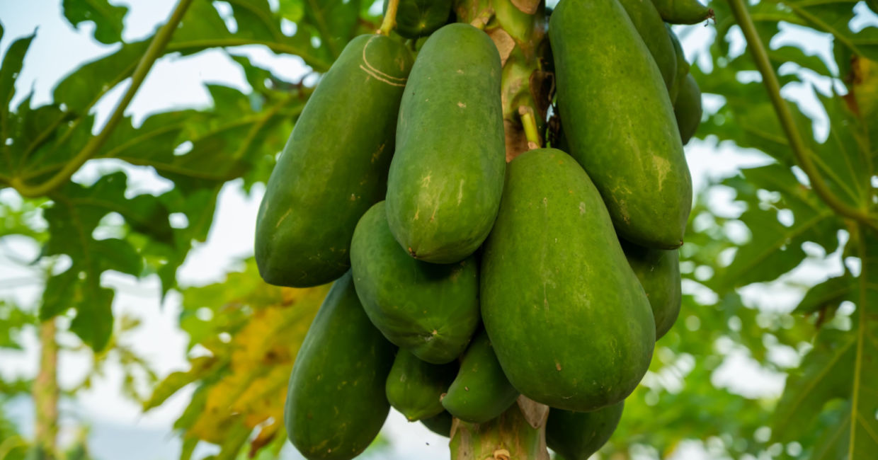 Papaya grows in tropical places.