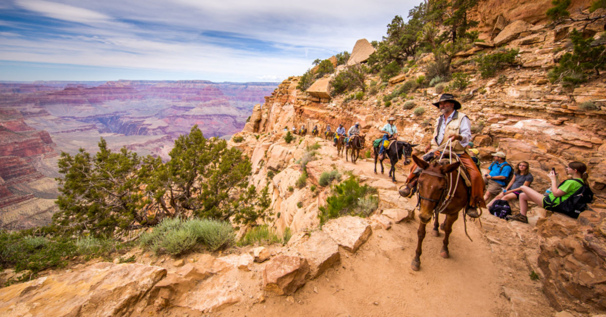 Riding a mule at the Grand Canyon.