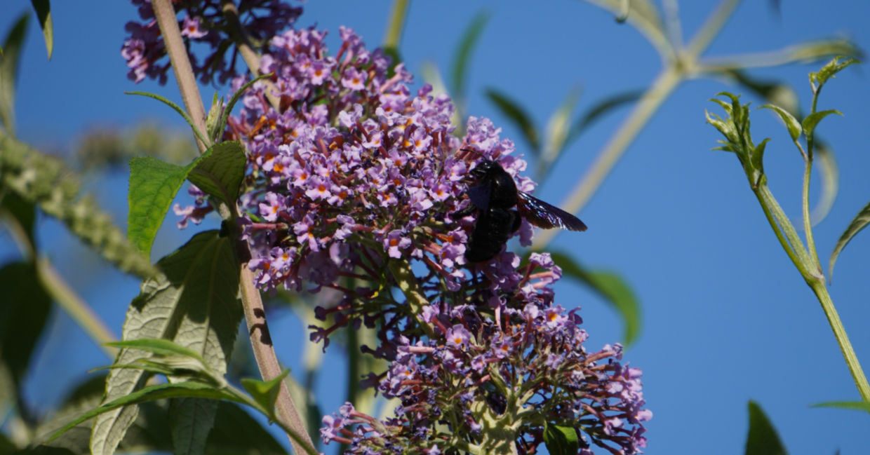 This native bee is in its natural habitat.