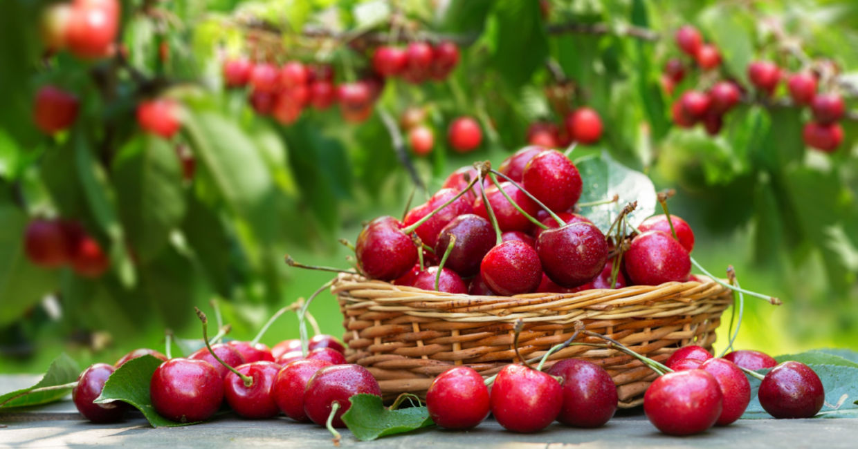 Enjoy cherries while in season.