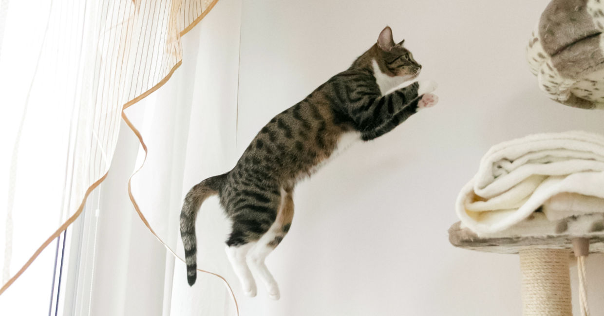 Cat leaping.