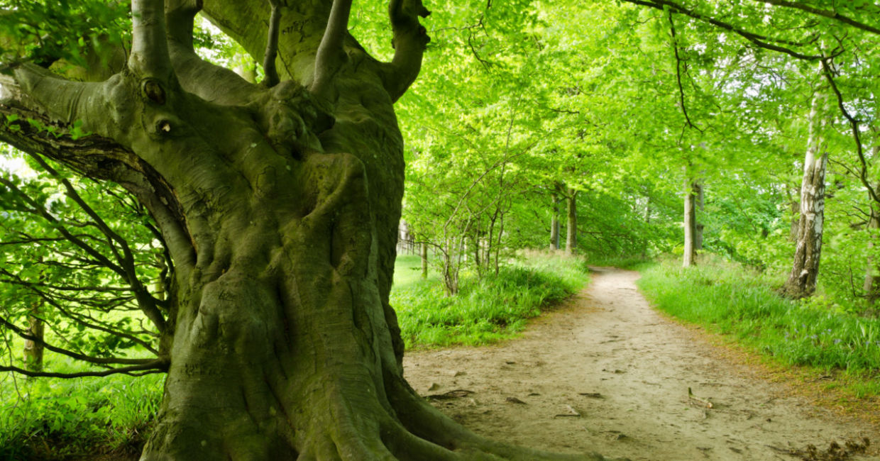 Ancient tree in Northumberland