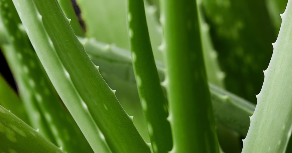 Aloe vera plants.