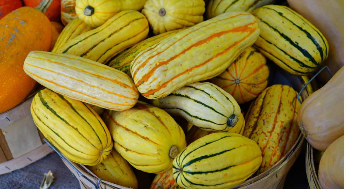 Basket of striped yellow and green delicata squash.