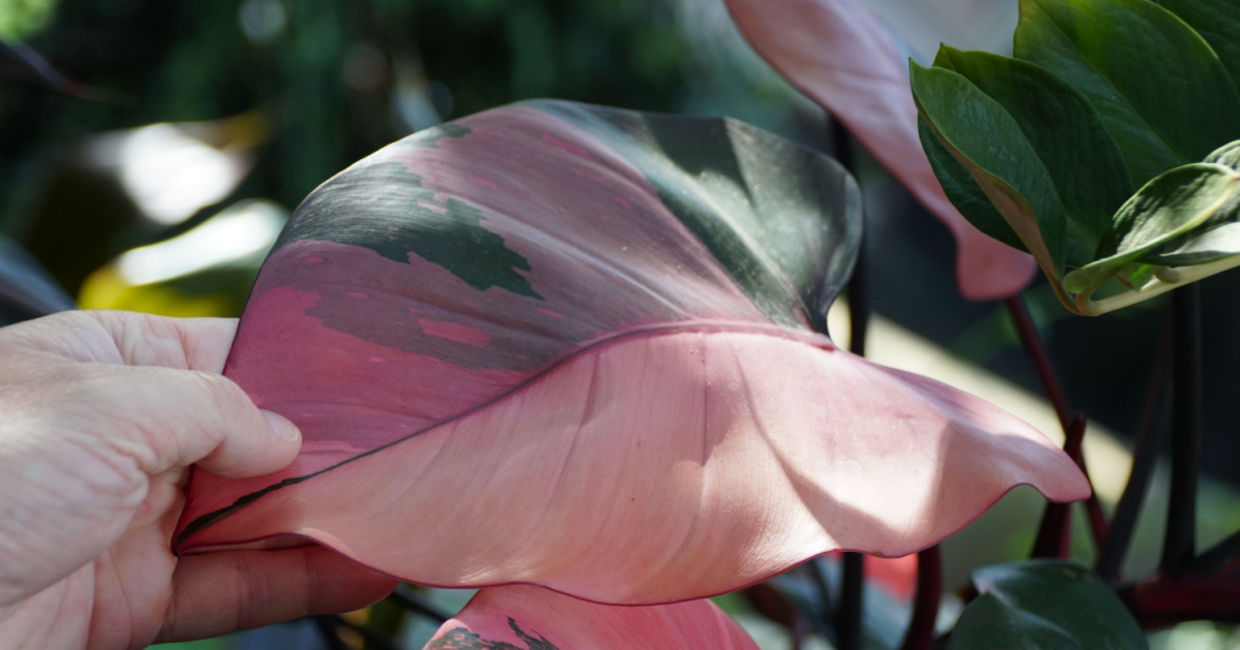 Philodendron houseplants can have pink leaves.