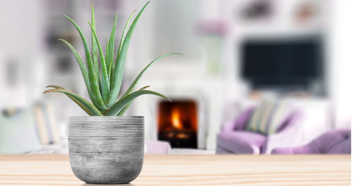 Aloe vera is a houseplant you have in your home.